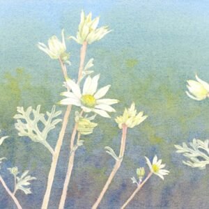 Rest merry – flannel flowers (2025)