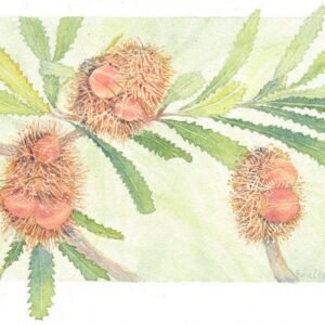 Christ the Word – banksias (2025)
